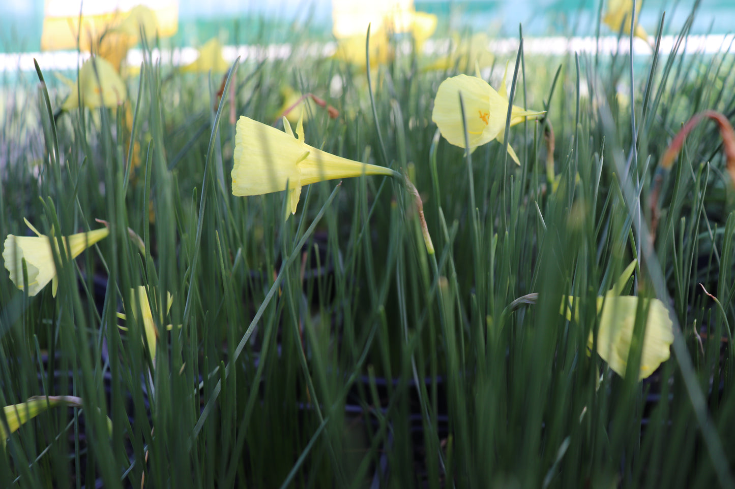 Narcissus aysgarth 4