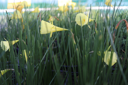 Narcissus aysgarth 4
