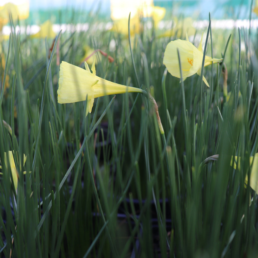 Narcissus aysgarth Image