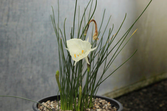 Narcissus cantabricus