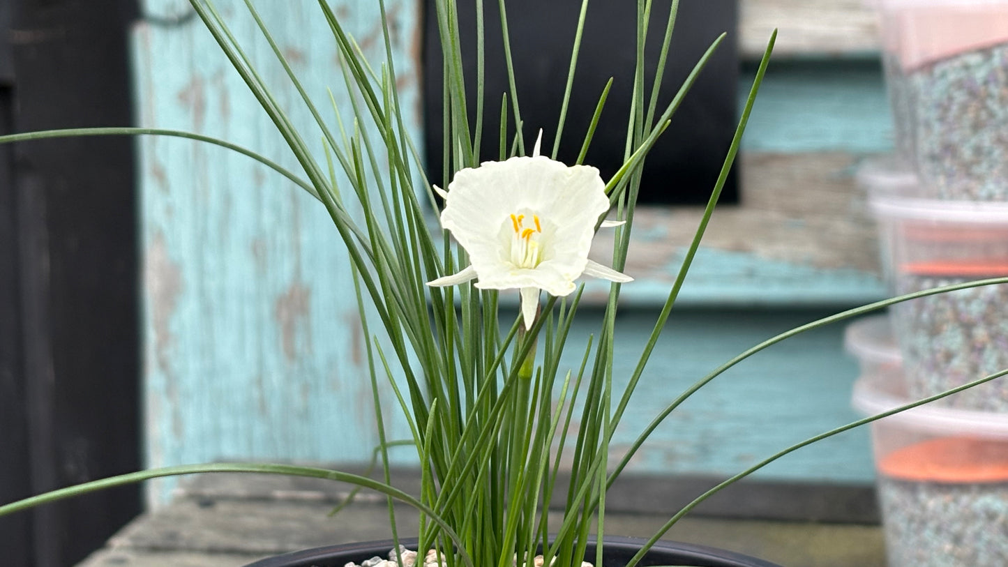Narcissus cantabricus 2