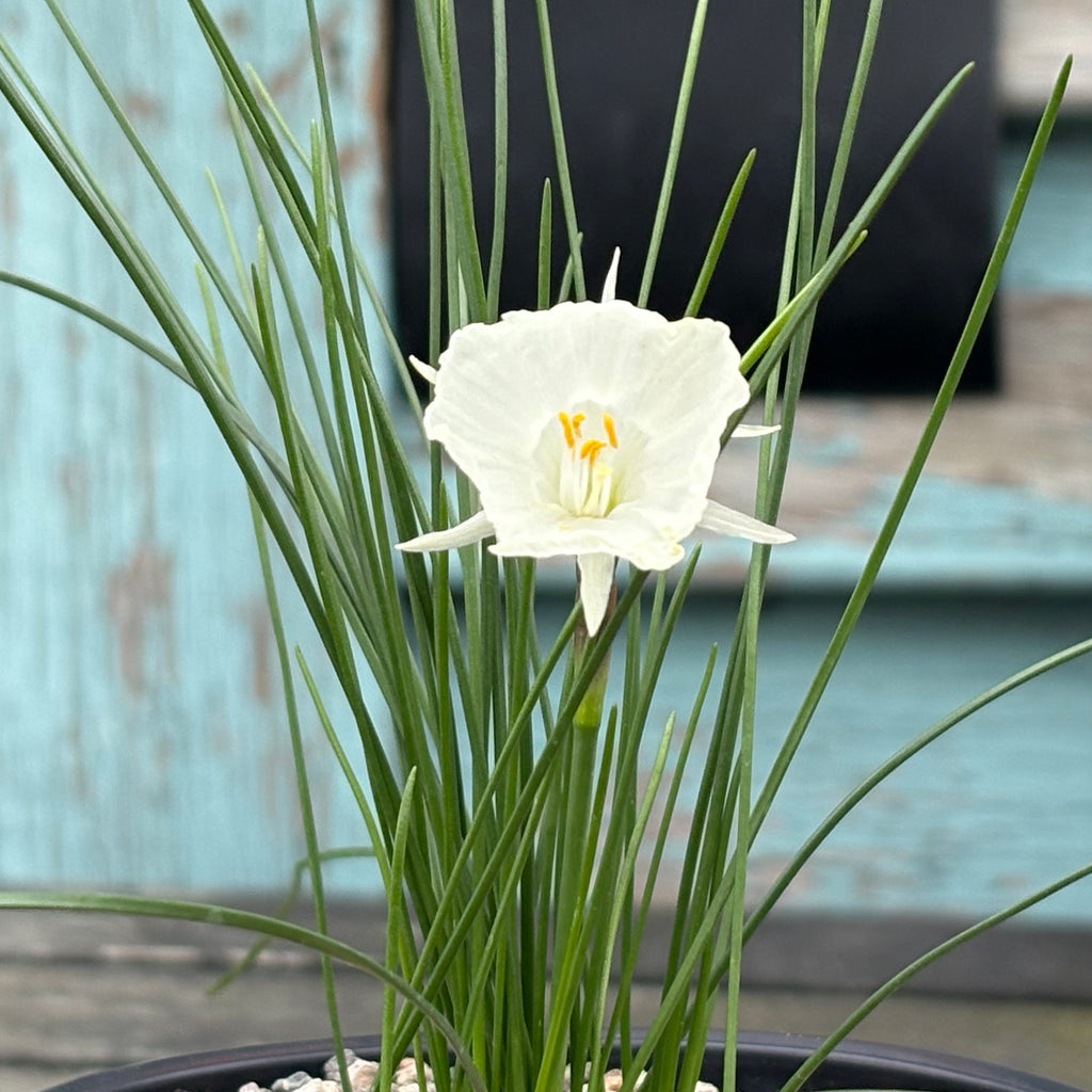 Narcissus cantabricus Image