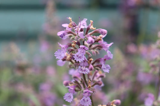 Nepeta Six Hills Giant