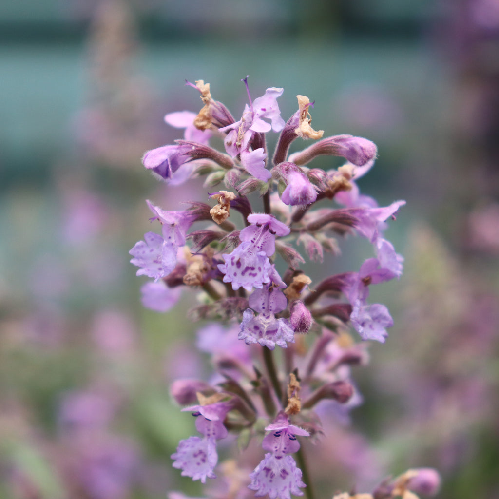 Nepeta Six Hills Giant Image