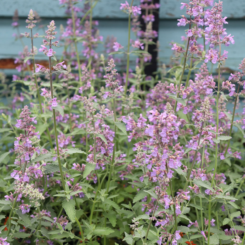Nepeta Six Hills Giant Image