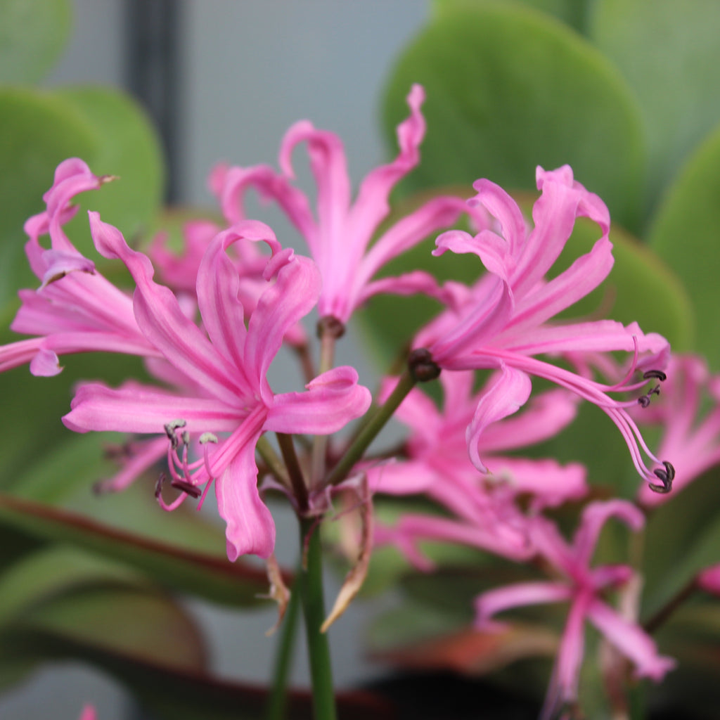 Nerine bowdenii Image