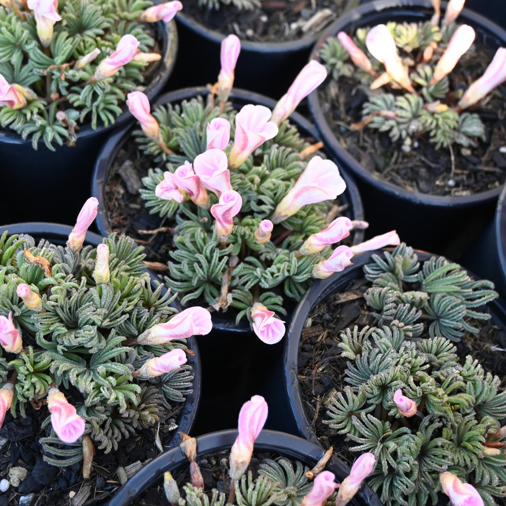 Oxalis flava Pink Image