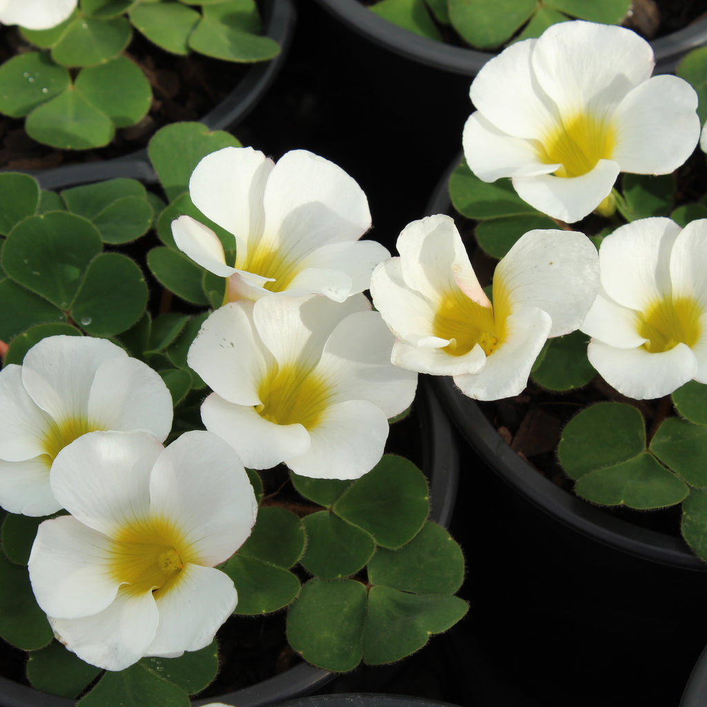 Oxalis purpurea Alba Image