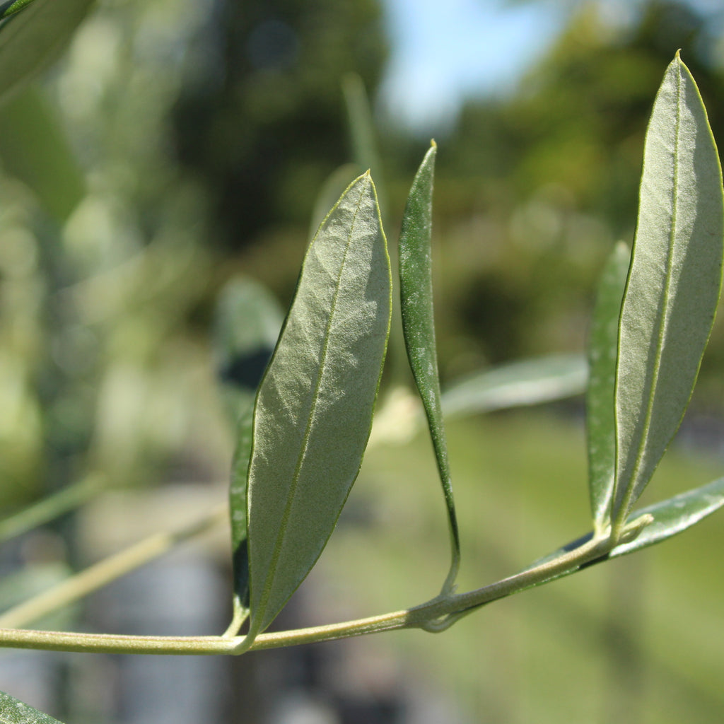 Olea Frantoio Image