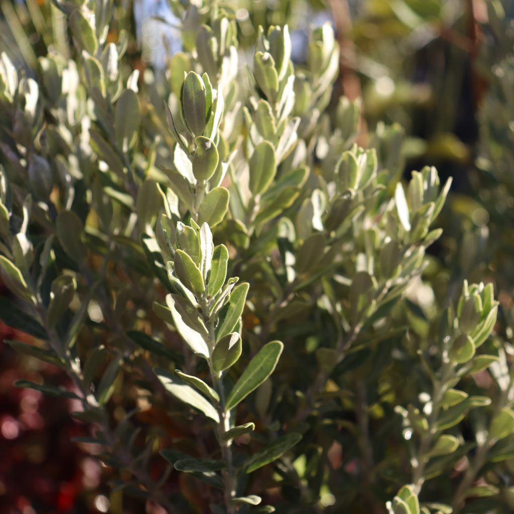 Olearia moschata Image