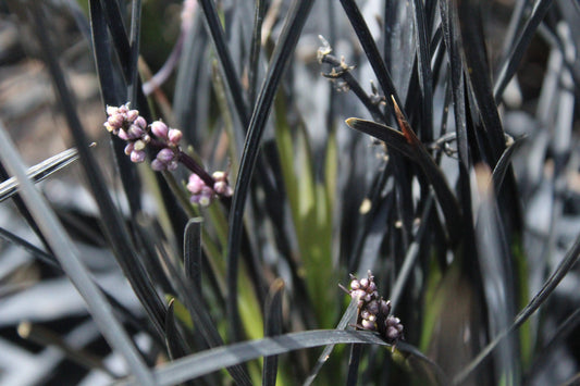 Ophiopogon Hosoba Kokuryū