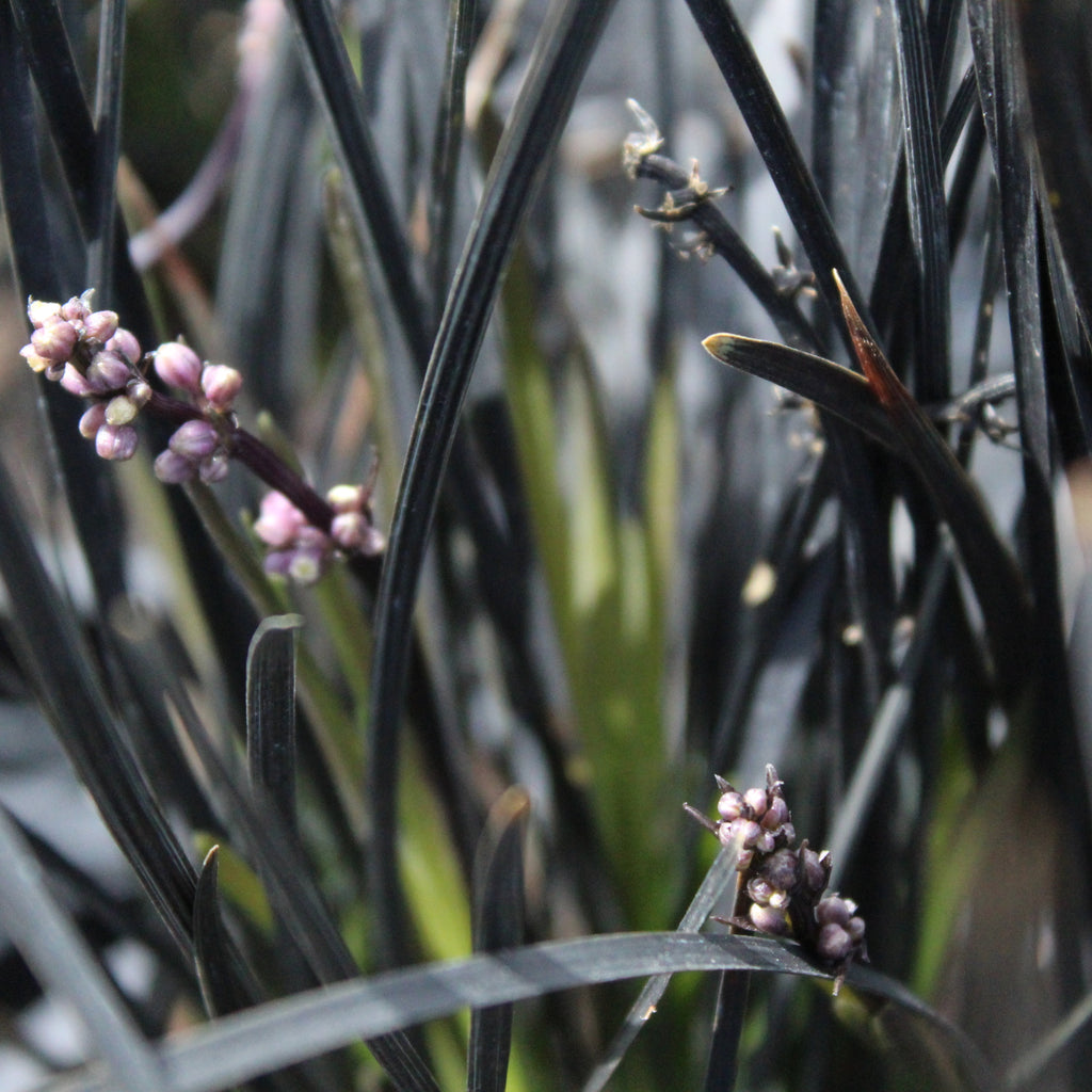 Ophiopogon Hosoba Kokuryū Image