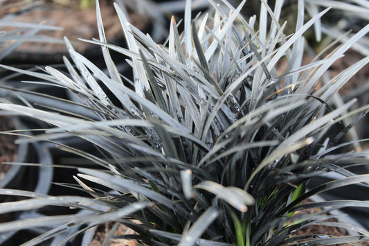 Ophiopogon Short Black