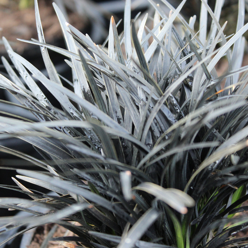 Ophiopogon Short Black Image