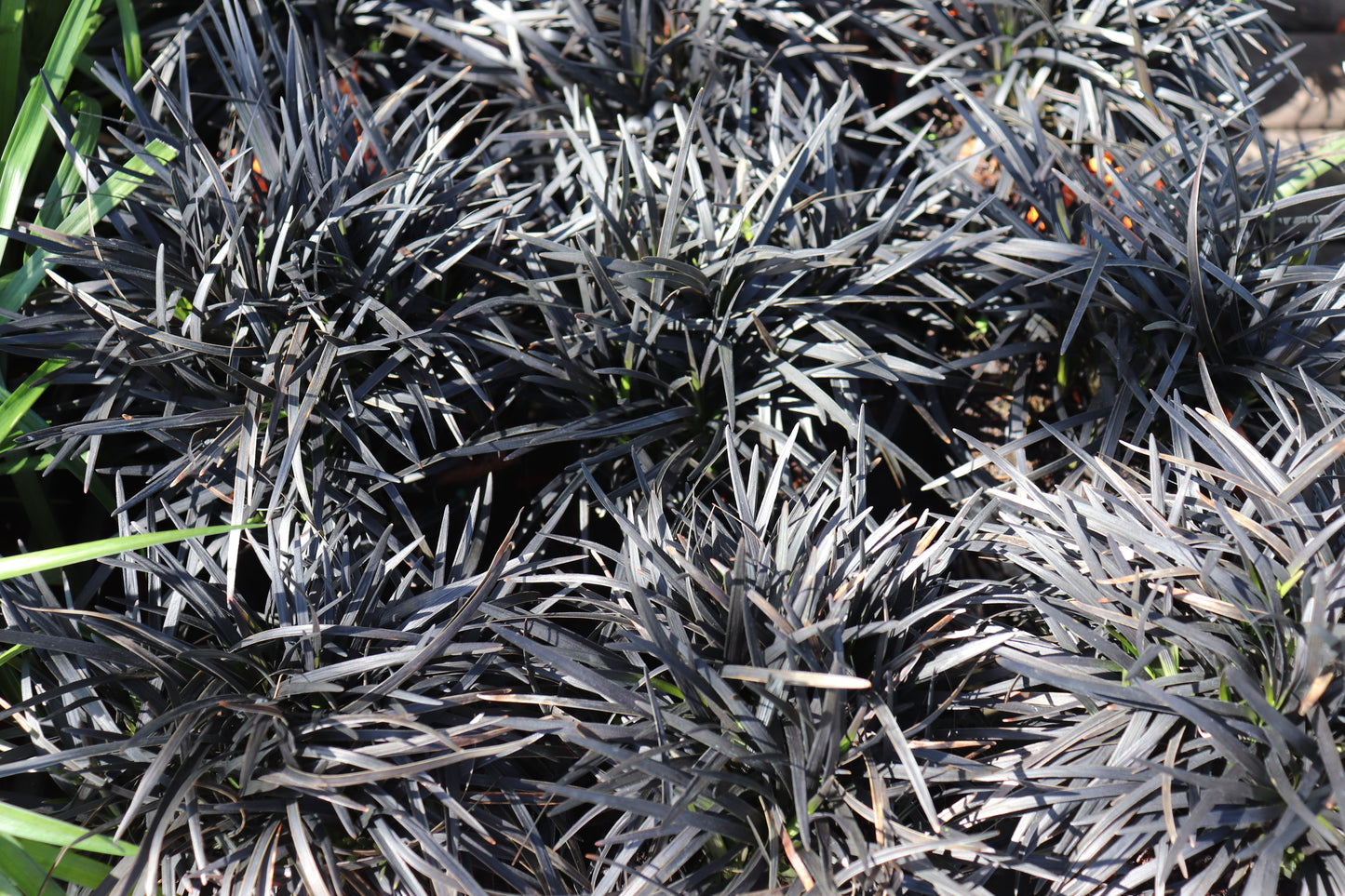 Ophiopogon Short Black 3