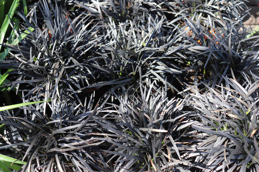 Ophiopogon Short Black 3