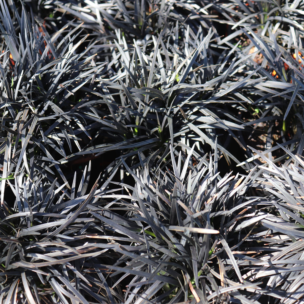Ophiopogon Short Black Image