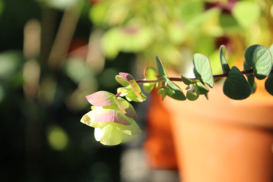 Origanum Barbara Tingey