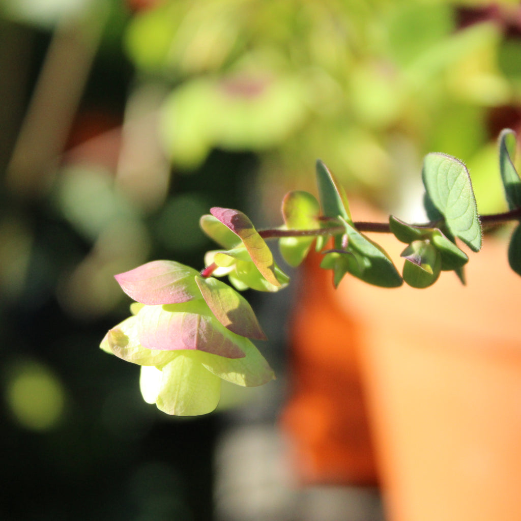 Origanum Barbara Tingey Image
