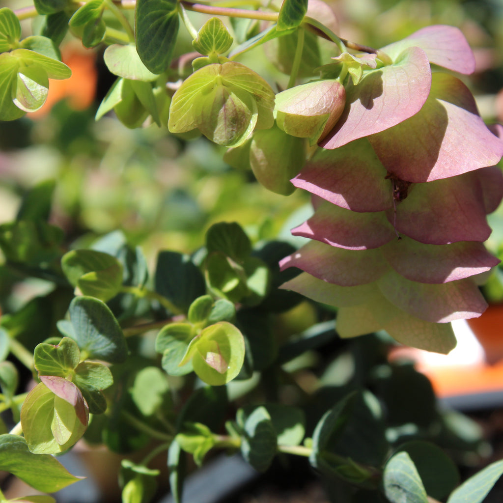 Origanum Kent Beauty Image
