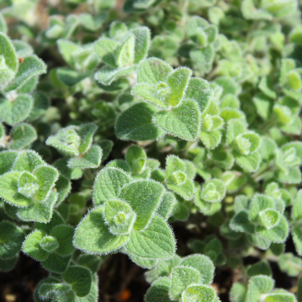 Origanum dictamnus Image