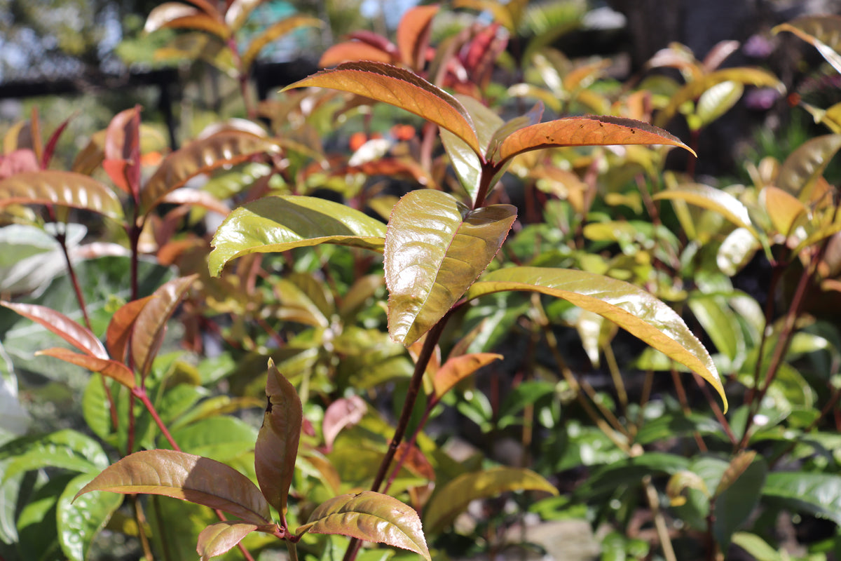 Osmanthus fragrans