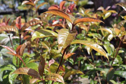 Osmanthus fragrans