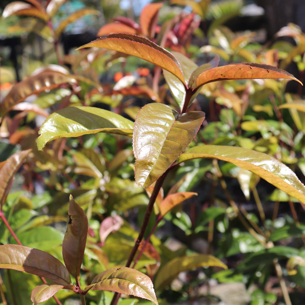 Osmanthus fragrans Image