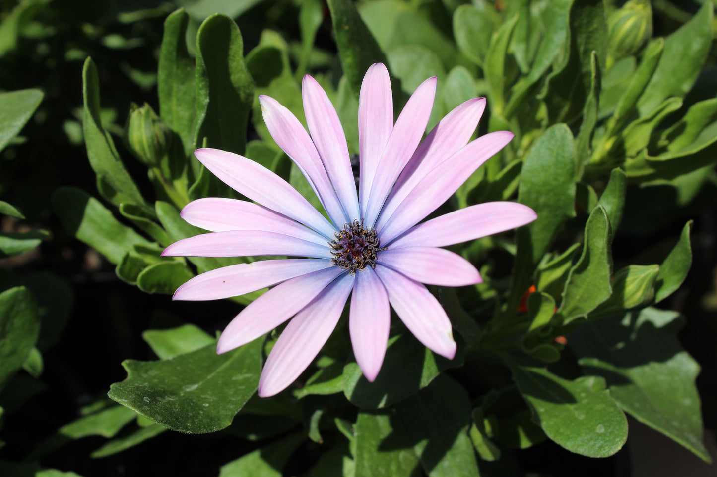 Osteospermum Antique Blue