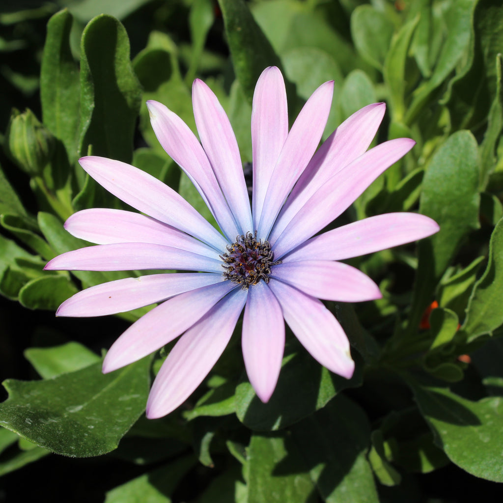 Osteospermum Antique Blue Image