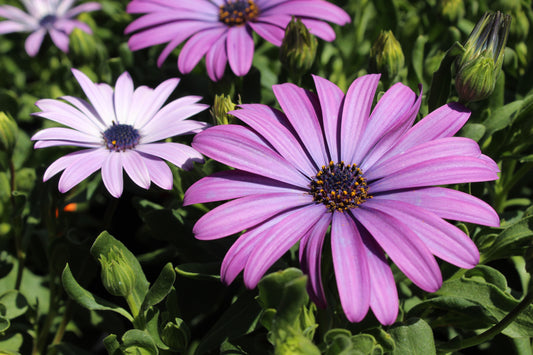Osteospermum Antique Blue 2