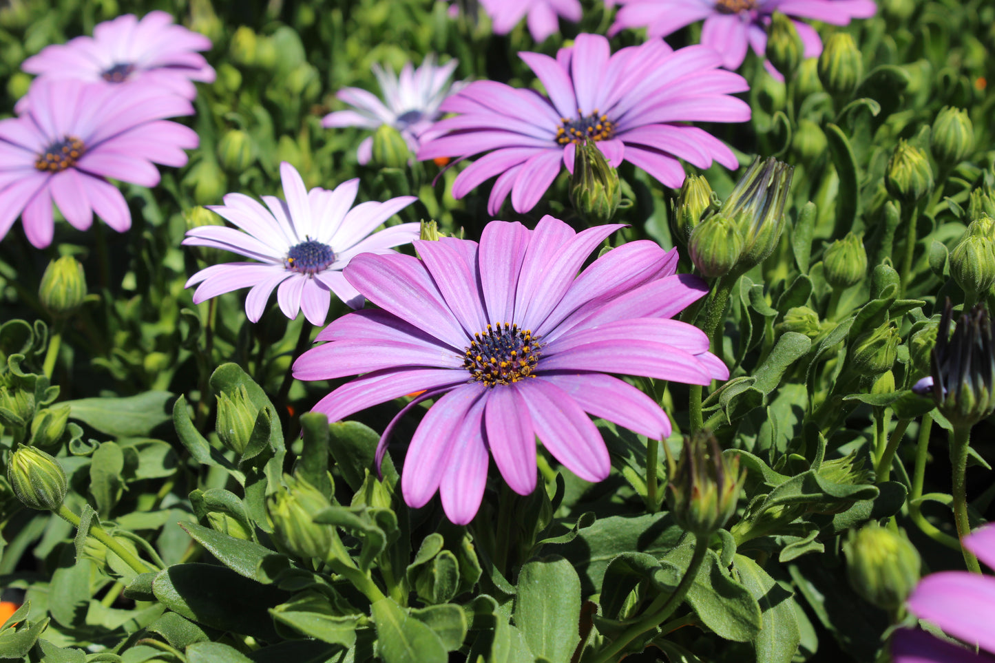 Osteospermum Antique Blue 3