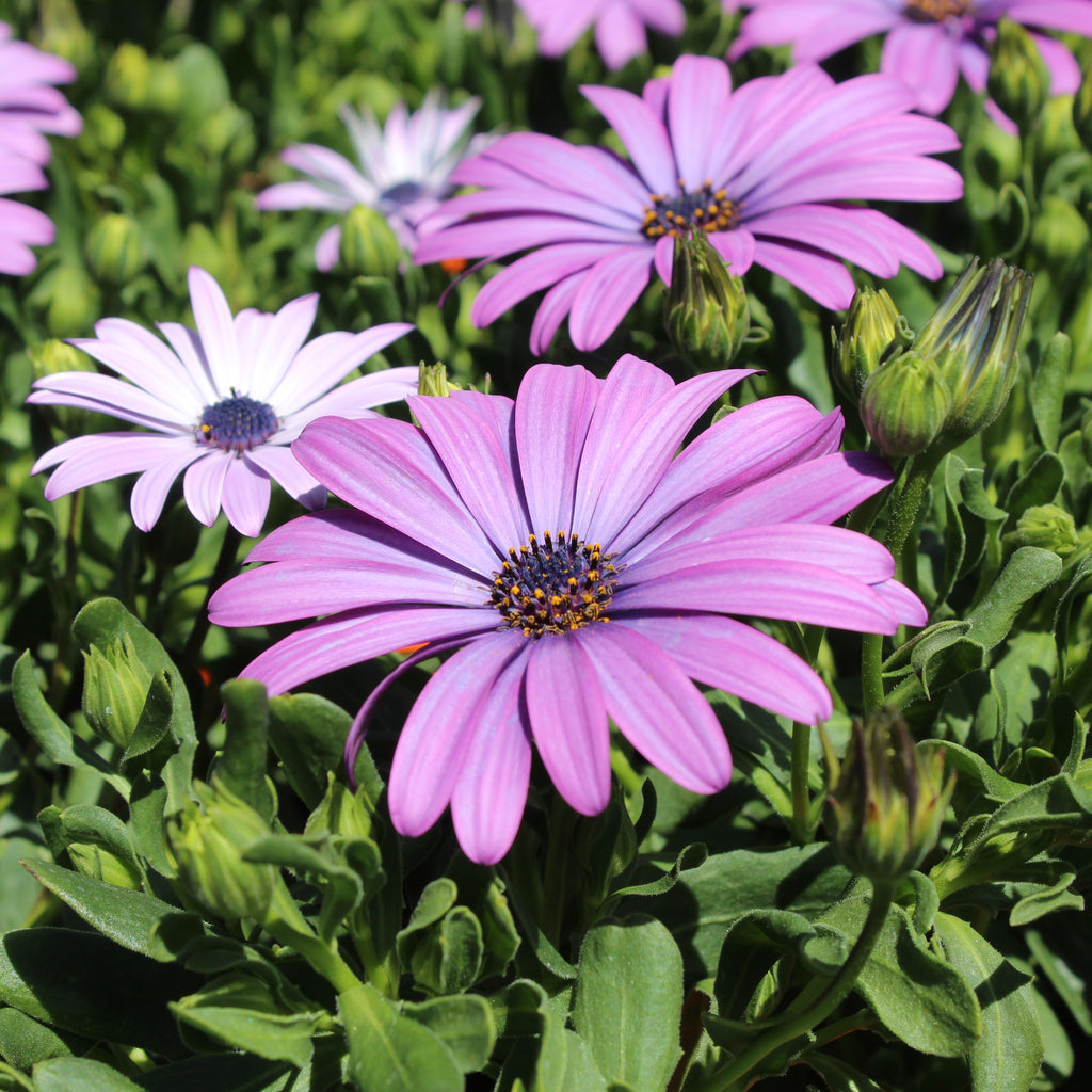 Osteospermum Antique Blue Image