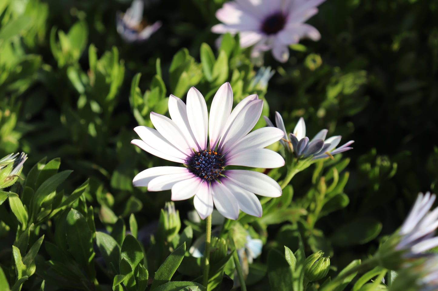 Osteospermum Arctic Ice