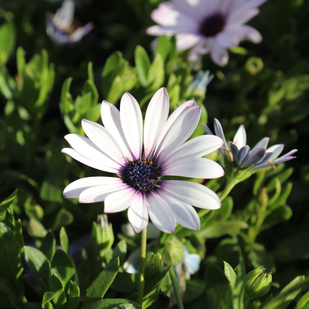 Osteospermum Arctic Ice Image