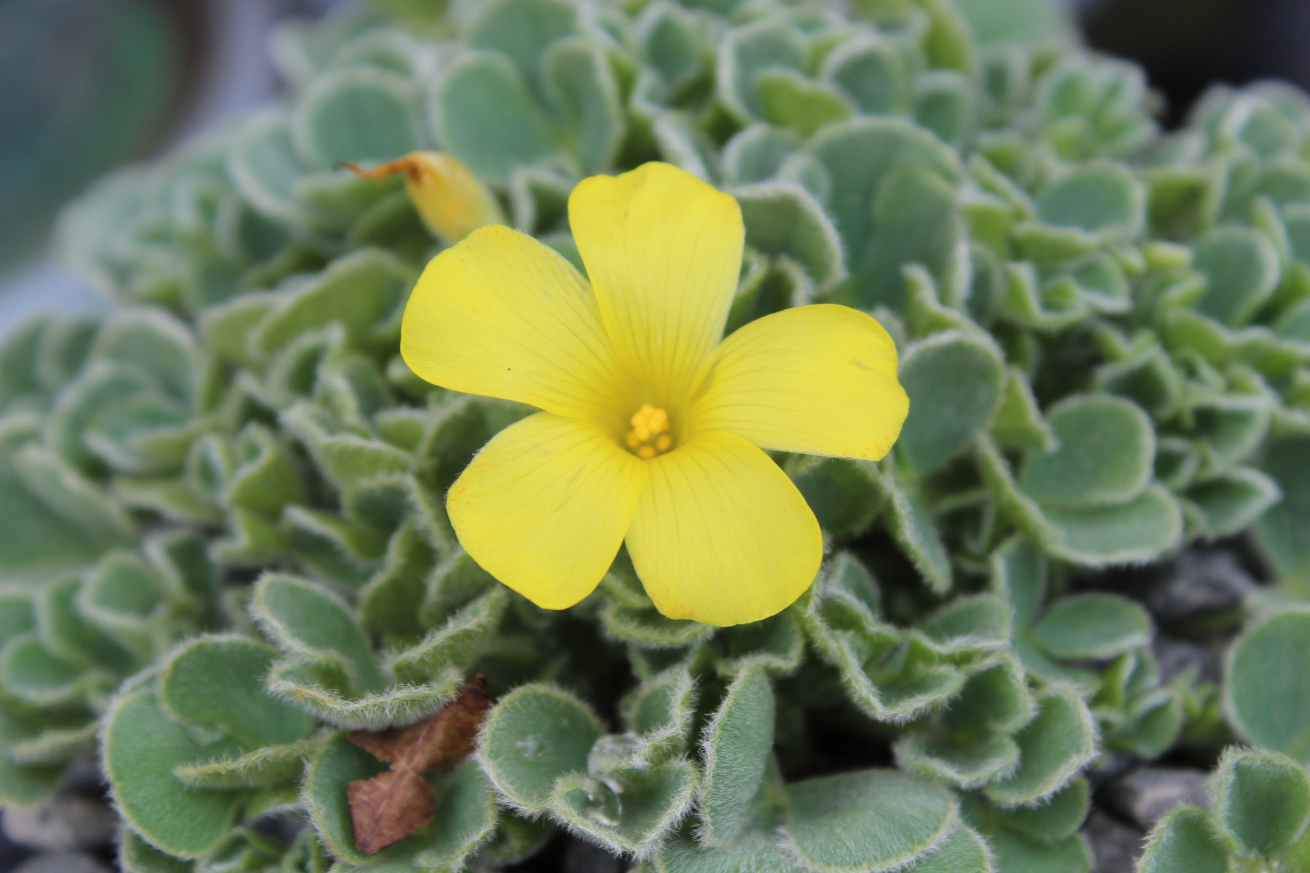 Oxalis Ken Aslet Yellow – Texture Plants, Landscapes, Lush Lawns ...