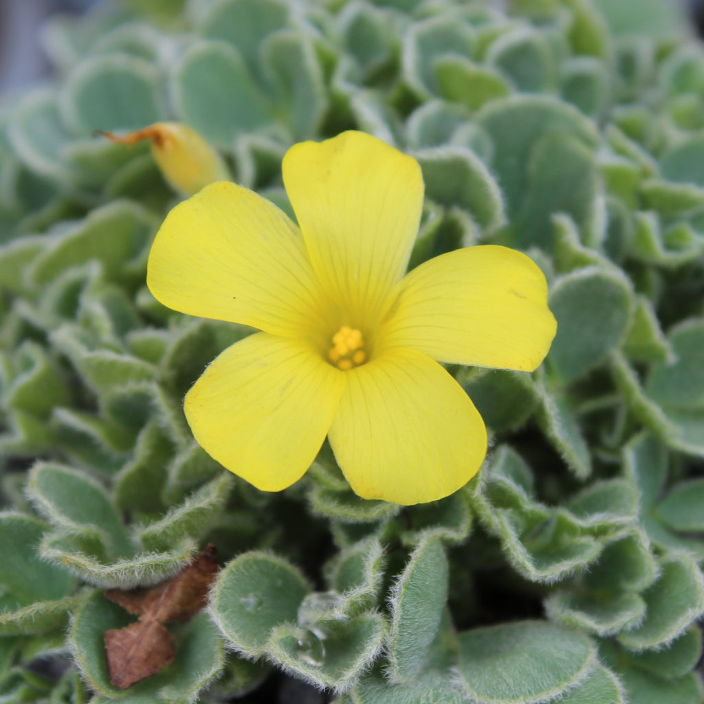 Oxalis Ken Aslet Yellow Image