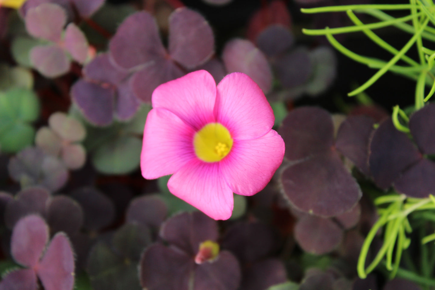 Oxalis Pink Passion