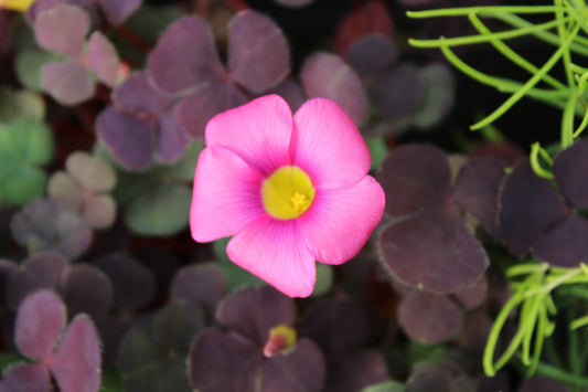 Oxalis Pink Passion