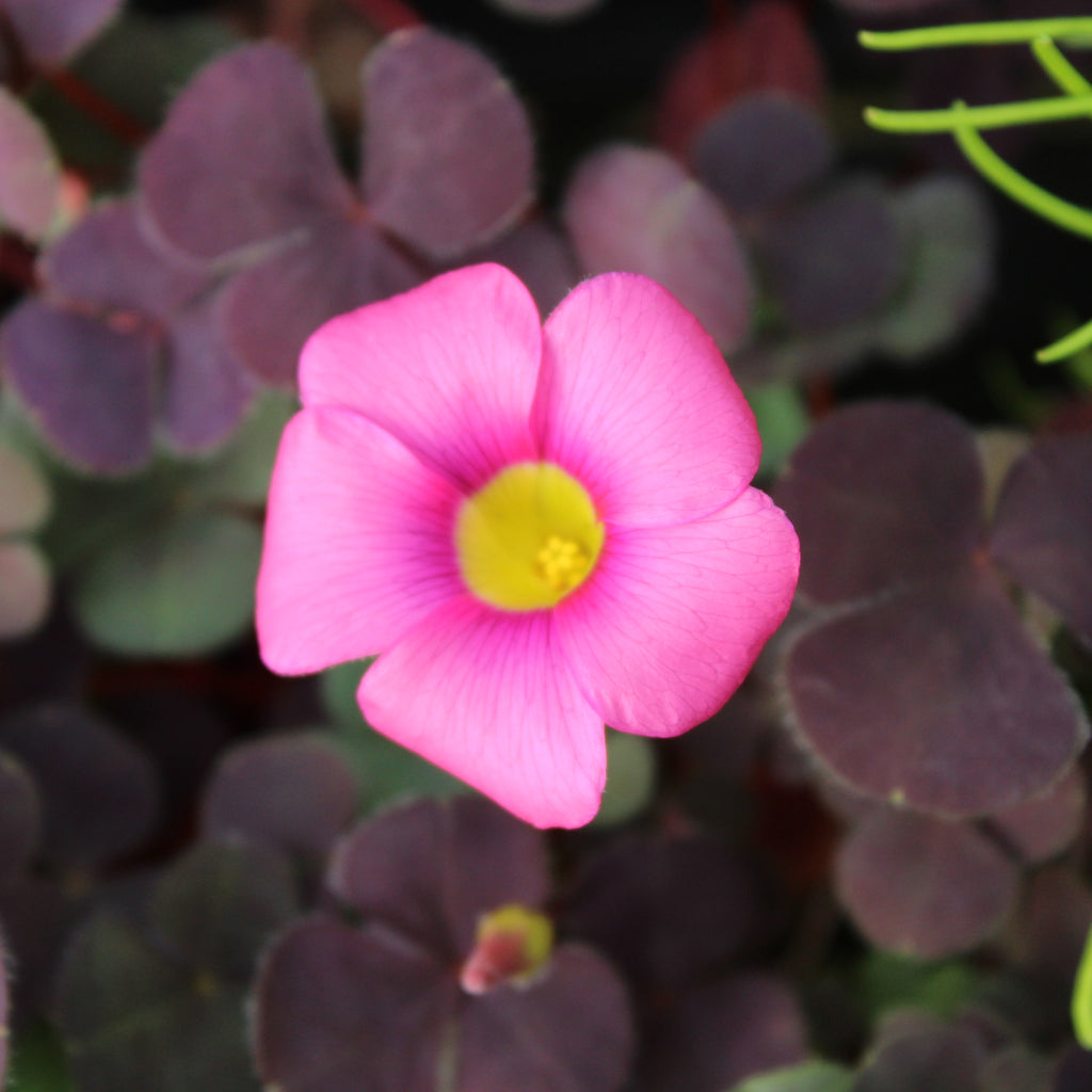 Oxalis Pink Passion Image