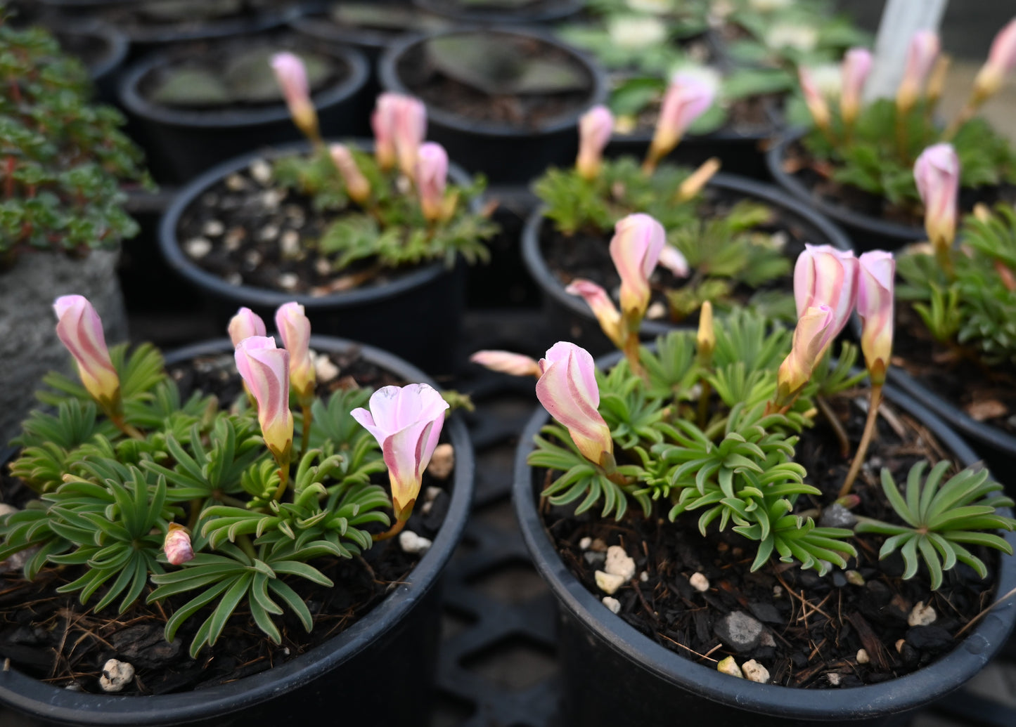 Oxalis flava Pink