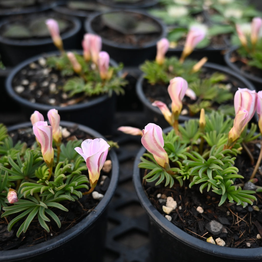 Oxalis flava Pink Image