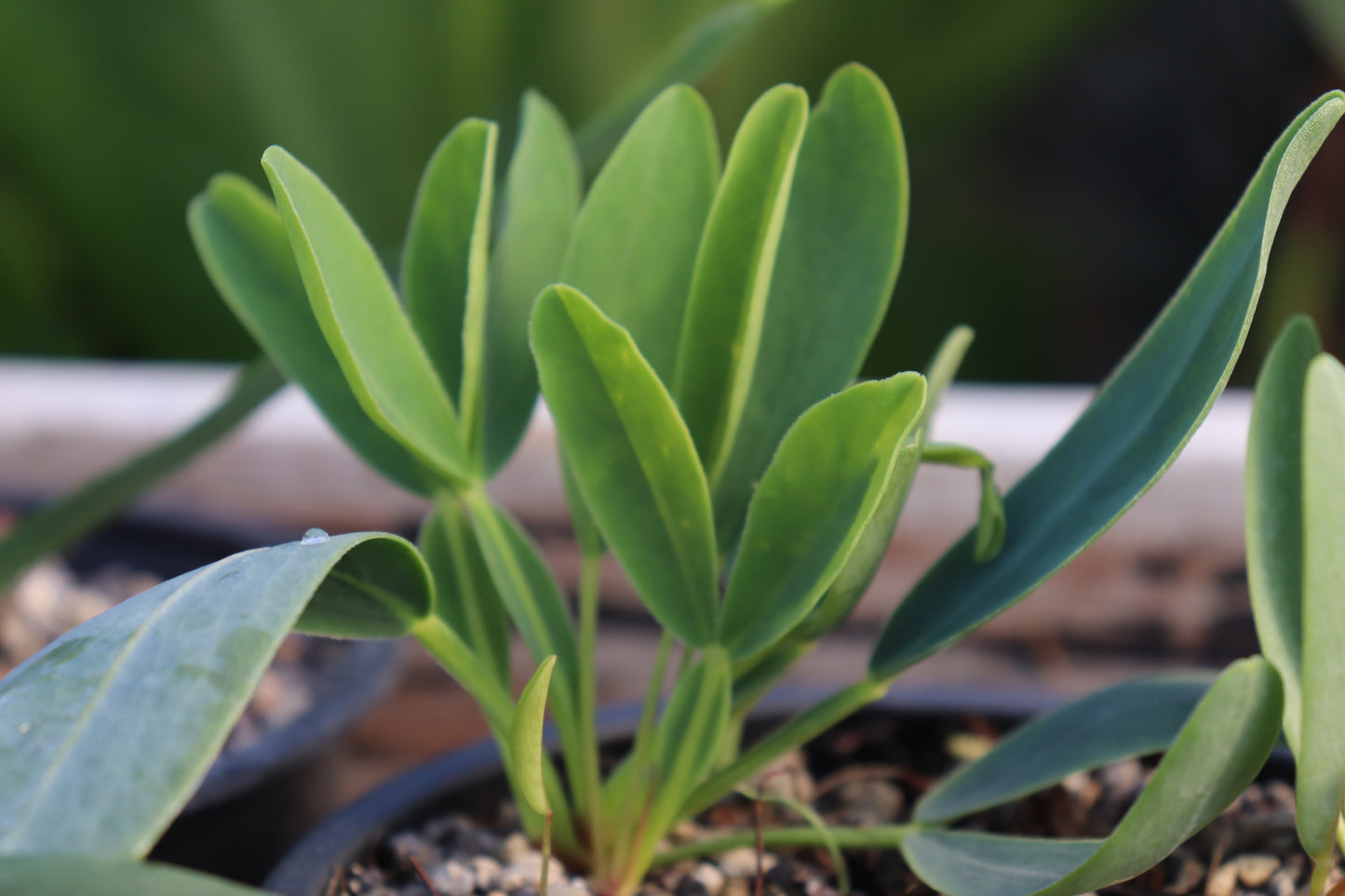 Oxalis flava var. fabaefolia