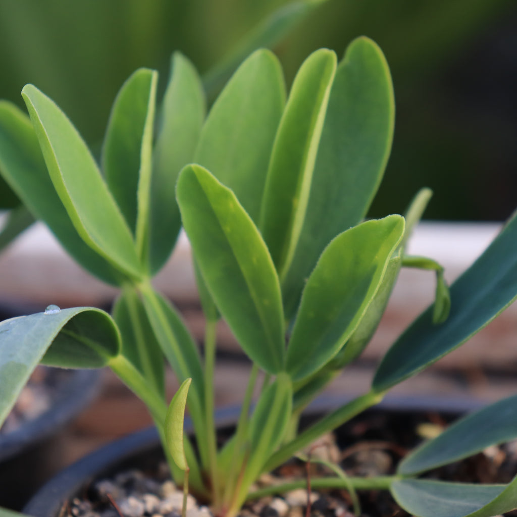 Oxalis flava var. fabaefolia Image