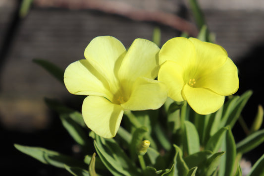 Oxalis flava var. fabaefolia 2