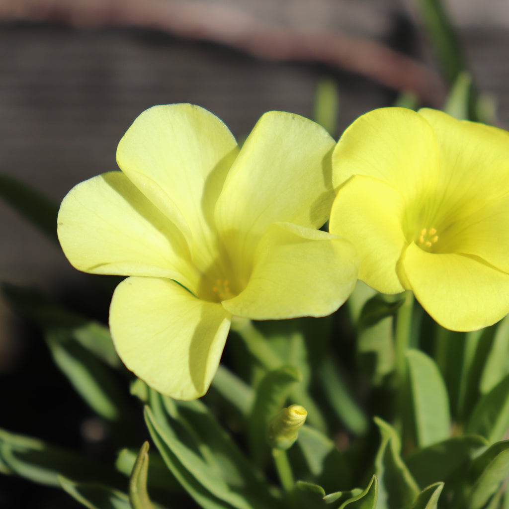 Oxalis flava var. fabaefolia Image