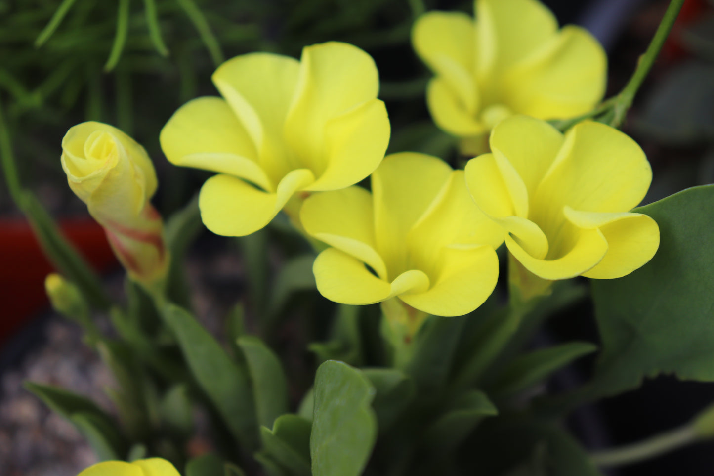 Oxalis flava var. fabaefolia 3