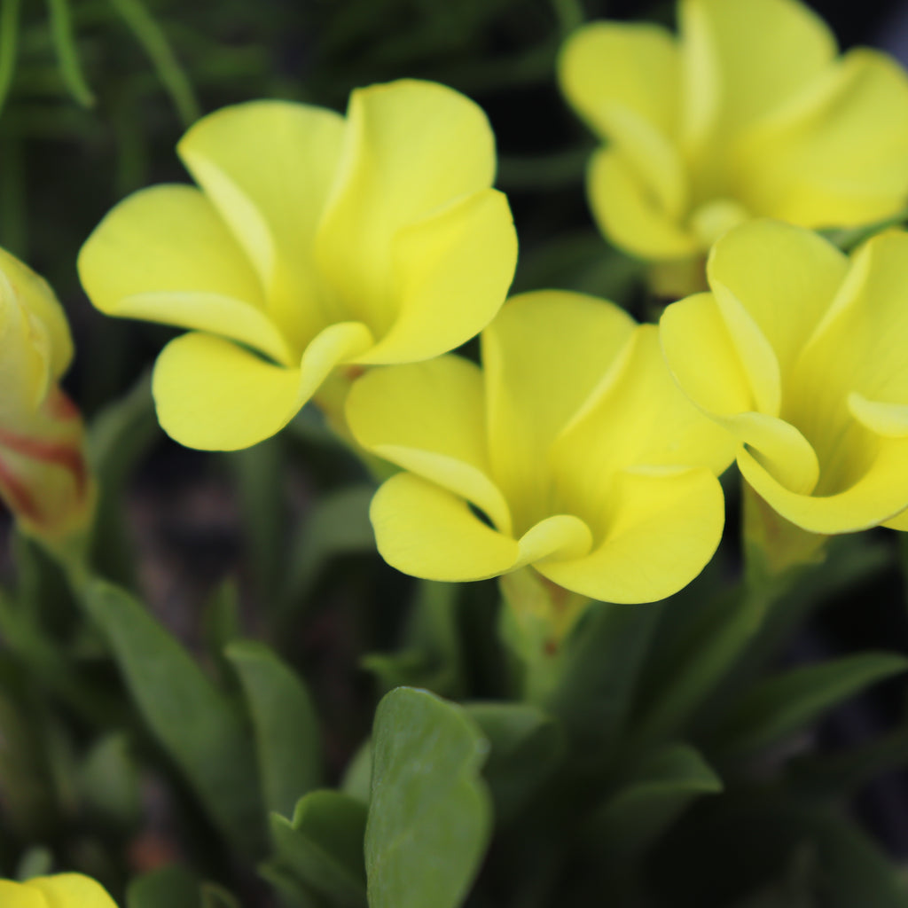 Oxalis flava var. fabaefolia Image