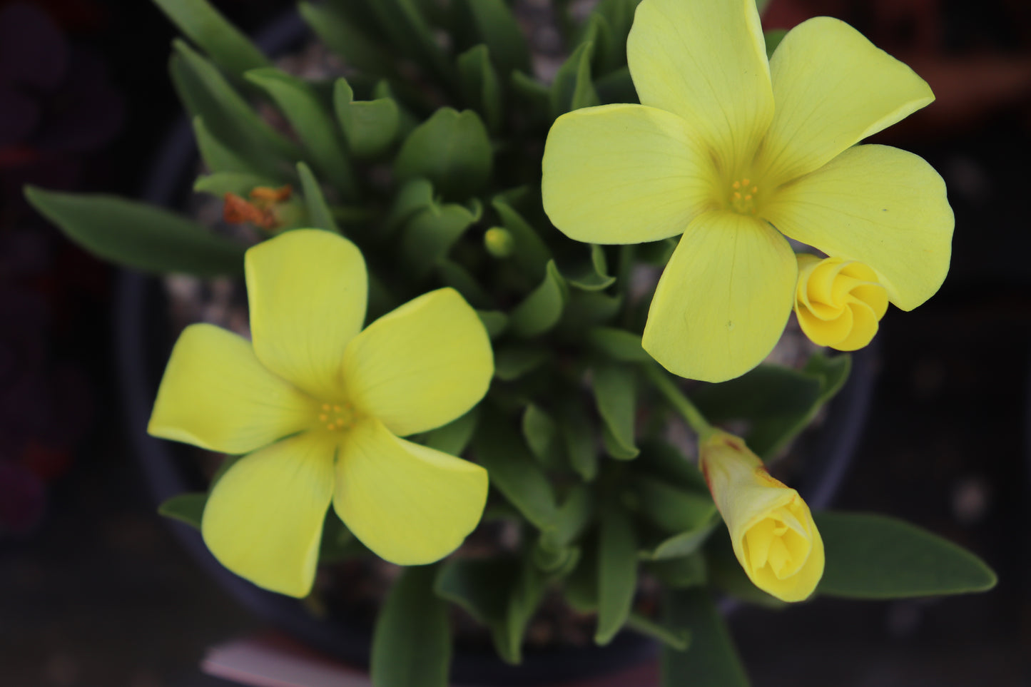 Oxalis flava var. fabaefolia 4