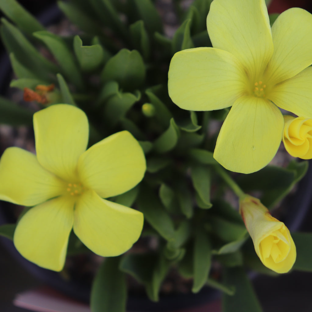 Oxalis flava var. fabaefolia Image